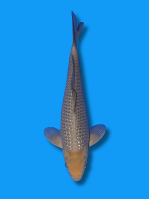 Pearl Ginrin Soragoi | Koi&Co.